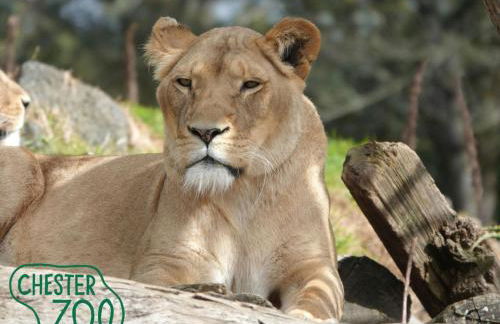 The Chester Nook - Handbridge Home with Parking - Photo 28