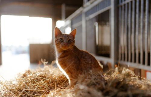 Reethaus 4B - Foto 35