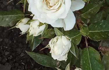 Giaglakis Rooms - Foto 18