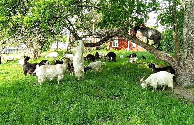 7 Person Holiday Home in Nykvarn-by Traum - Photo 25