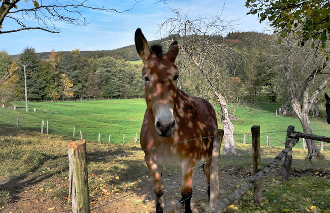 Holiday Home in Vielsalm - Photo 36