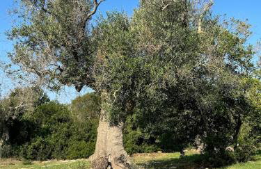 Casa Pavone - Foto 14