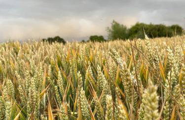 Holly Cottage Cosy Home In Sherwood Forest - Foto 29