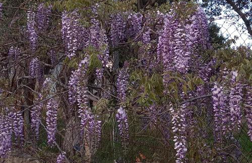 Acra Melia - Foto 70