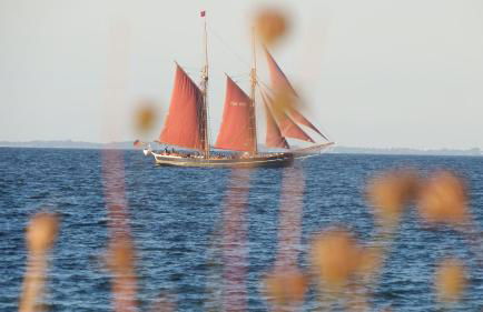 Schlei Idyll - Foto 67