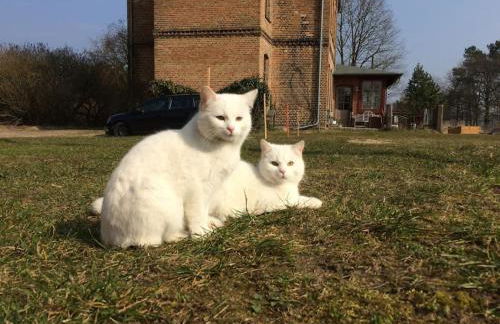 Landbahnhof Buschhof 2 OG mit Gartensauna - Foto 45