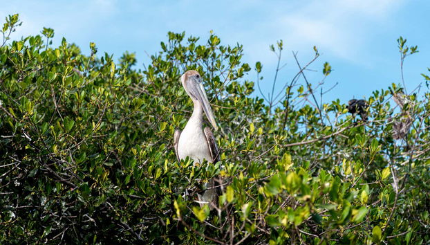 Celestún Day Trip - Photo 5