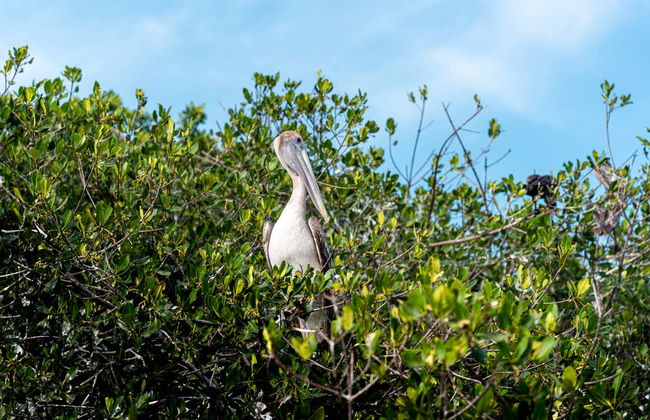 Excursión a Celestún - Foto 5