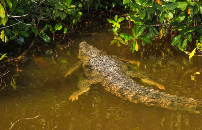 Avistamiento de aves en Río Lagartos - Foto 6