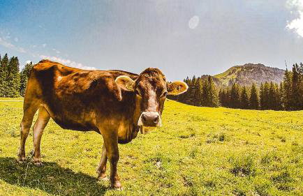 Loft mit Seeblick und Innenpool - Photo 26