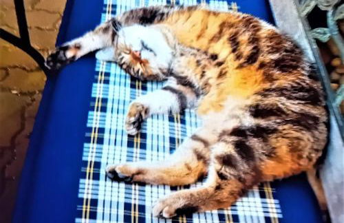 modernes Landhaus Charlie - Nähe Halle, 4 Zimmer - Foto 21