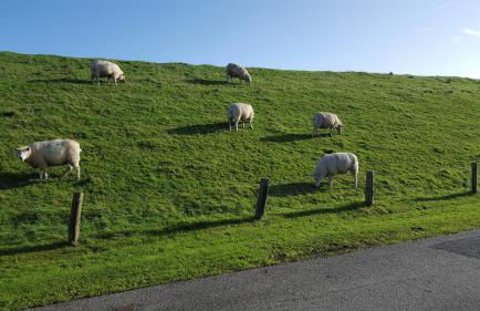 Ferienwohnungen am Aussendeich Wohnung 1 - Photo 20