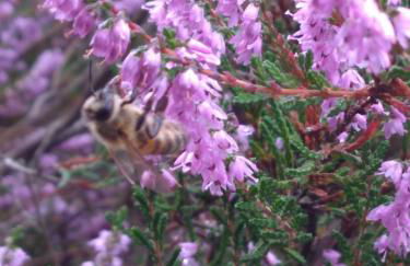 Haus am See - Photo 8