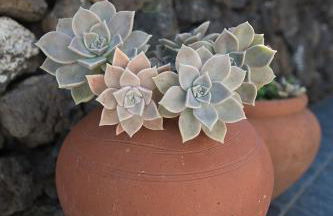 Casa do Chafariz (Casas do Capelo) - Foto 11