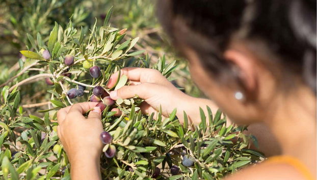 Aloe Vera Farm Tour - Foto 5