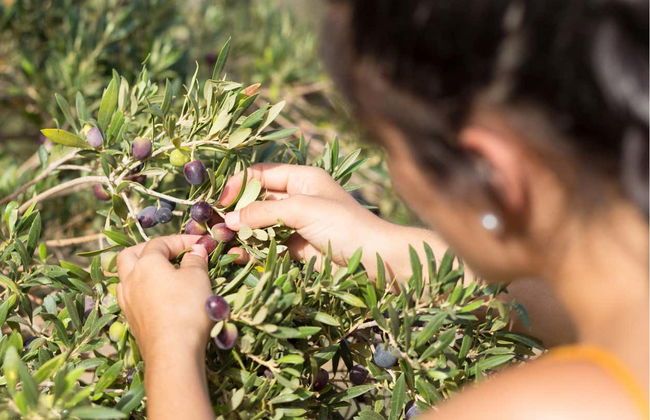 Aloe Vera Farm Tour - Foto 6