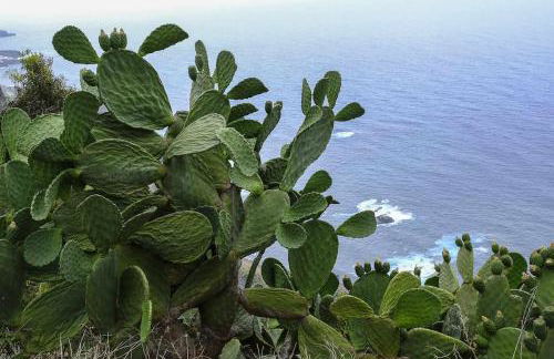 CASAS EN FINCA ECOLÓGICA LA ESPIRAL, NATURALEZA, CALMA Y VISTAS al MAR, - Foto 58