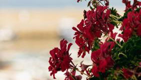 Residenza D'epoca La Corallina - Foto 2