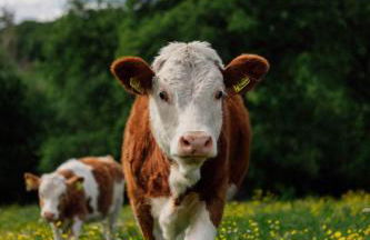 Hofgut Breitenbach - Foto 16