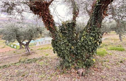 Casa rural Atalanta de la Vera - Foto 49