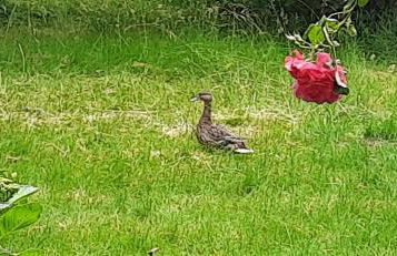 Landhaus SiebenEichen - Foto 52