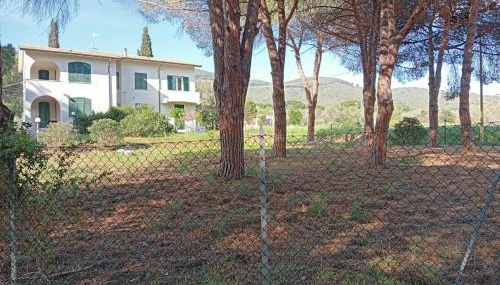 Riccio di Mare - Foto 2