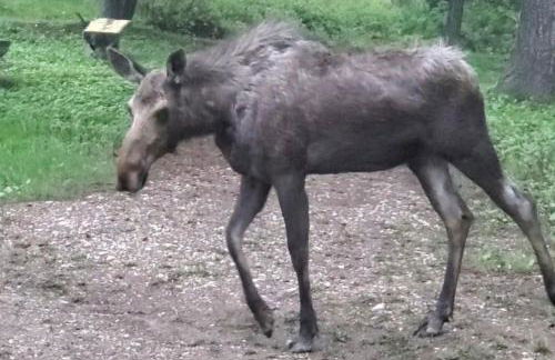 Breathtaking Views Close to Yellowstone - Foto 29
