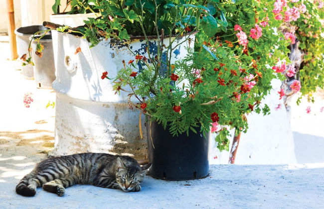 Loutsa Waterside in Vathy - Foto 22