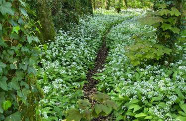 Detached Bungalow in North Cornwall - Foto 18