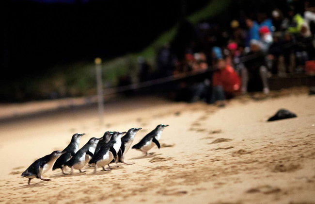 Visita guidata di Melbourne - Foto 7