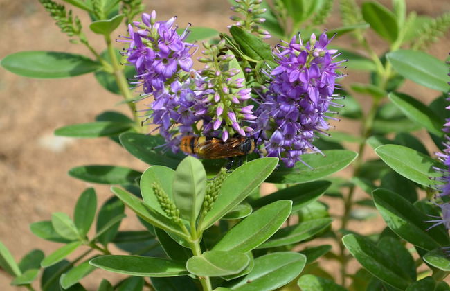 Villa Elena - Photo 41