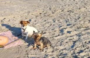Ostsee-Feeling in Hohwacht - Kapitän NEMO - Meer- und strandnah - Großer Südbalkon - Blick ins Grüne - Foto 23
