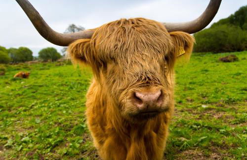 Lower Marsh Farm in Cornwall - Photo 10