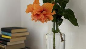 Le Pavoncelle - Foto 5