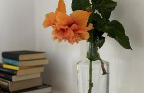 Le Pavoncelle - Foto 5