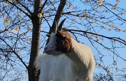 La Fermette des Ramolleux - Foto 18