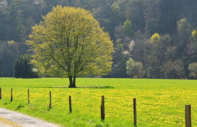 Glorious Holiday Home in Wéris with Hot Tub - Photo 36