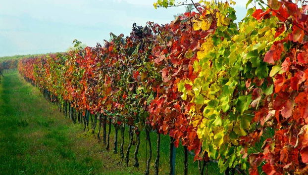 San José de Gracia & Casa Leal Vineyards Tour - Foto 3