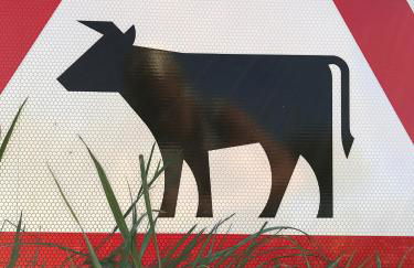 Wyzenborne - Foto 44