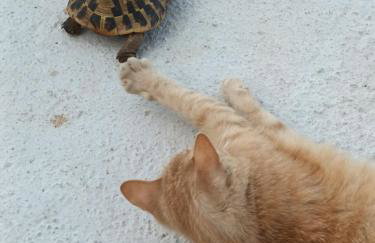 Apartmani Mariosa - Foto 31