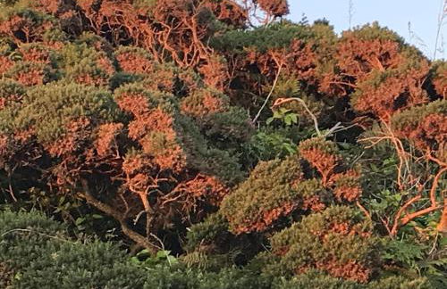 Romantic cliff top chalet at Whitsand Bay beach - Photo 46
