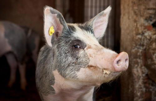 Poggio Diavolino - Suvereto - Foto 16