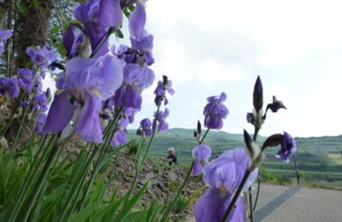 Bianca's Kaiserstuhl - Foto 18