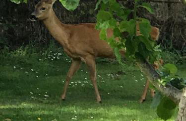 Octon Cottages Luxury 1 and 2 Bedroom cottages 1 mile from Taunton centre - Foto 66