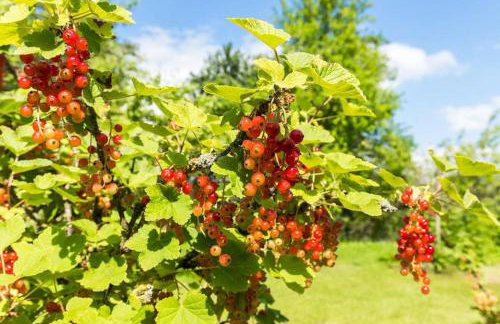 Ferienwohnung Obstwiese - Photo 13