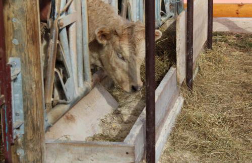 Agriturismo Natura e Gusto fattoria didattica - Foto 7