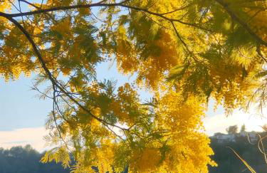 Un brin de paille - Foto 15