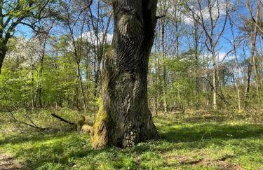 Siedlisko Mokra - Leśniczówka pod Jaworem - Foto 26