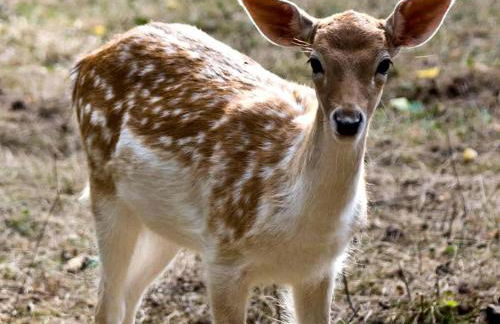 Cozy Waterfront Cottage with Private Beach and Fire Pit Near Gouldsboro, Maine - Foto 54