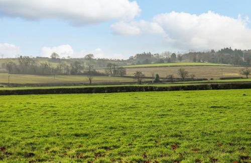 Pipistrelle - Foto 29